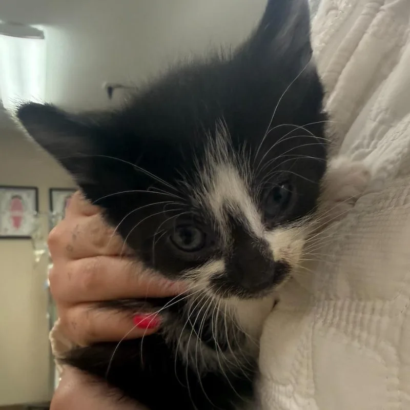 A baby small-sized female Black Domestic Short Hair cat named Bell for adoption in Coralville, IA