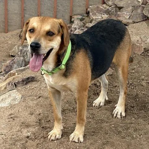 A young medium-sized male Beagle dog named Blu for adoption in Green Valley, AZ