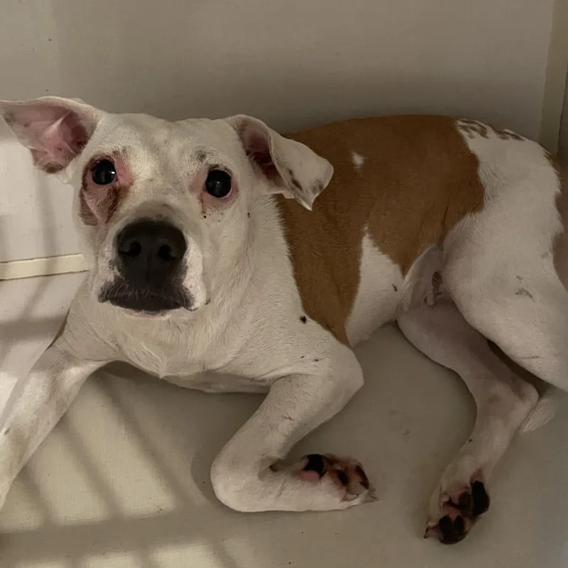An adult medium-sized female Yellow / Tan / Blond / Fawn Beagle dog named Tina for adoption in Port Charlotte, FL