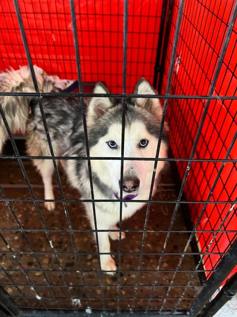 A young large-sized male Husky dog named Yukon for adoption in Warren, MI