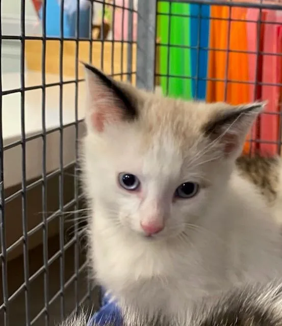 A baby small-sized male Snowshoe cat named Unknown for adoption in Rancho Cucamonga, CA