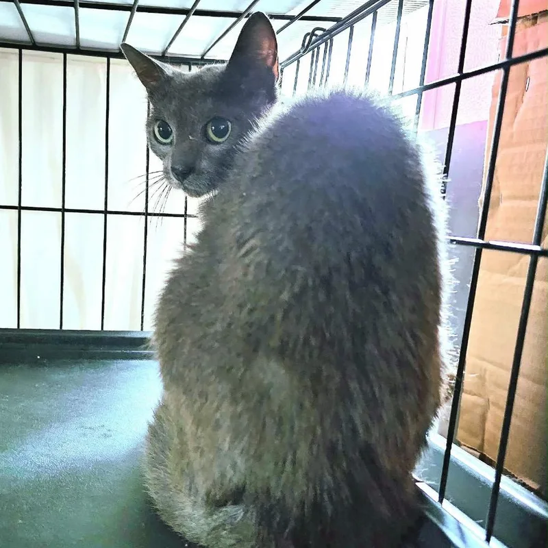 A young medium-sized female Russian Blue cat named Polly for adoption in mount vernon, AR