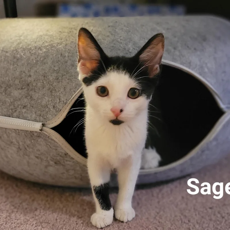 A baby medium-sized male Black & White / Tuxedo Tuxedo cat named Sage for adoption in Woodbridge, VA