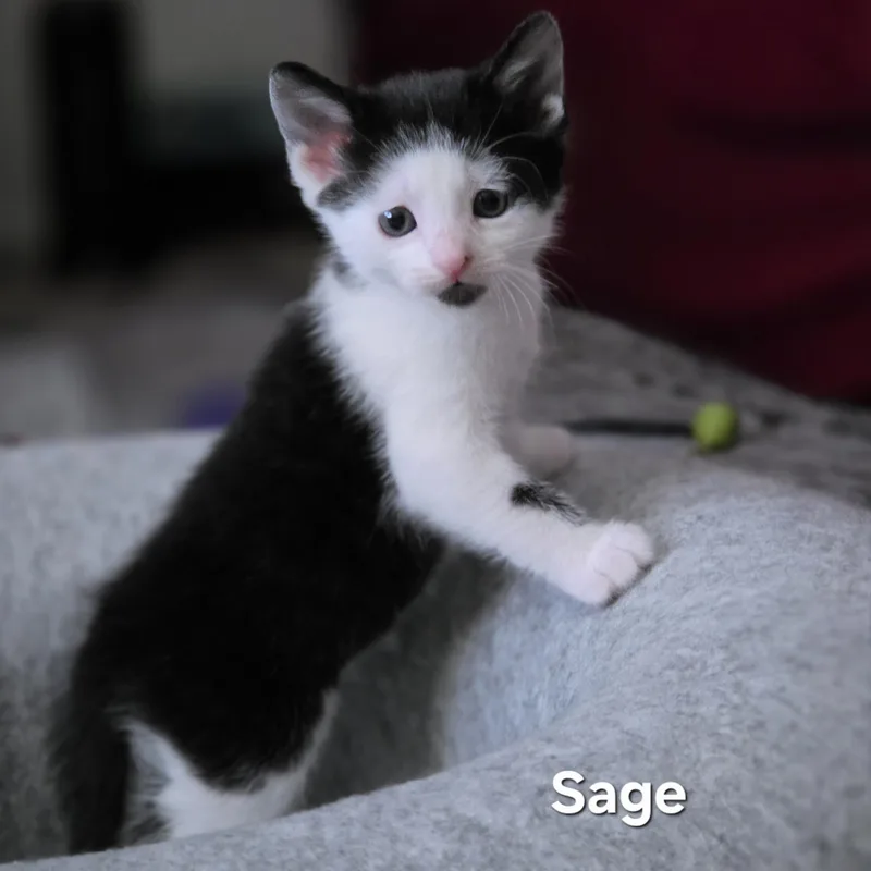 Sage thumbnail 2