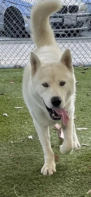 A young medium-sized male German Shepherd Dog dog named Polaris for adoption in Downey, CA