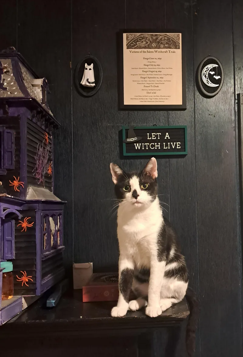 An adult medium-sized male Black & White / Tuxedo Domestic Short Hair cat named Leroy for adoption in EATON PARK, FL