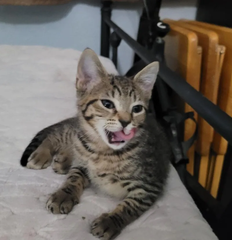 A baby small-sized female American Shorthair cat named Winnie for adoption in Tampa, FL