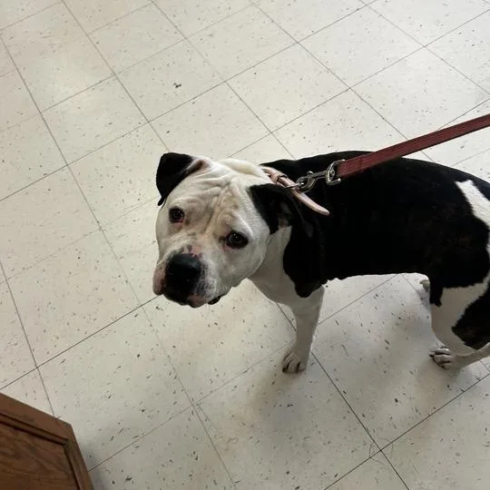 An adult medium-sized female Black Mixed Breed dog named Daisy for adoption in Davenport, IA