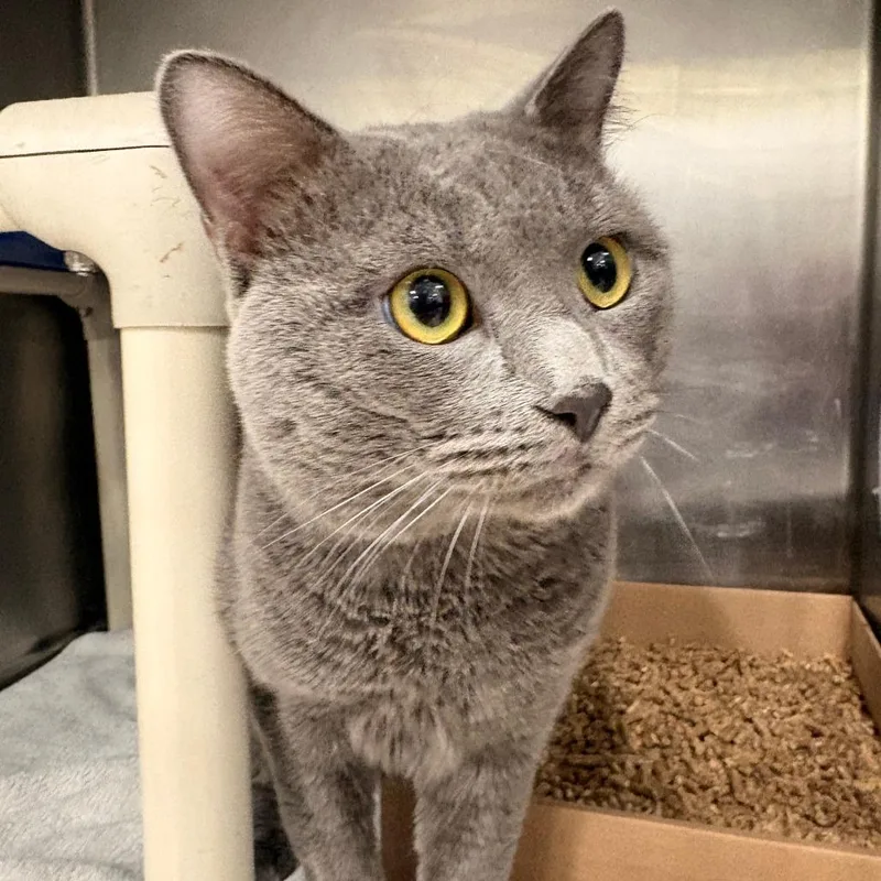 An adult large-sized male Domestic Short Hair cat named Smokey for adoption in Newark, NJ