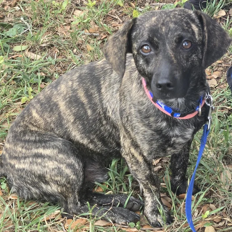 An adult small-sized male Brindle Dachshund dog named Happy for adoption in Floresville, TX