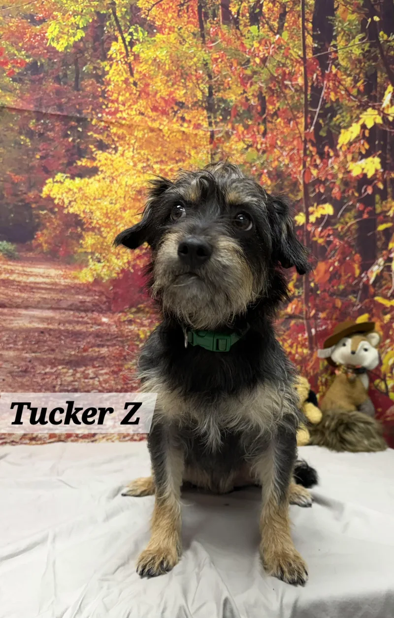 An adult small-sized male Terrier dog named Tucker Z for adoption in Urbana, OH
