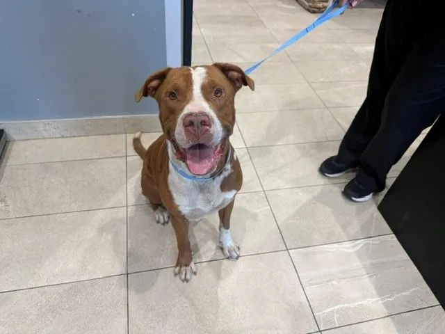 An adult large-sized male Pit Bull Terrier dog named Bently for adoption in Garland, TX