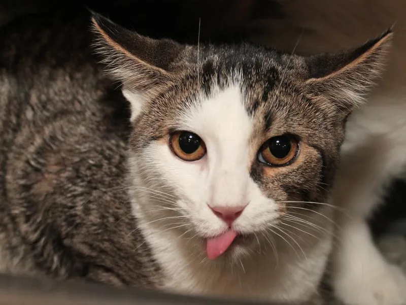 A young medium-sized male Tabby (Brown / Chocolate) Domestic Short Hair cat named Butterfly for adoption in Wyandotte, MI