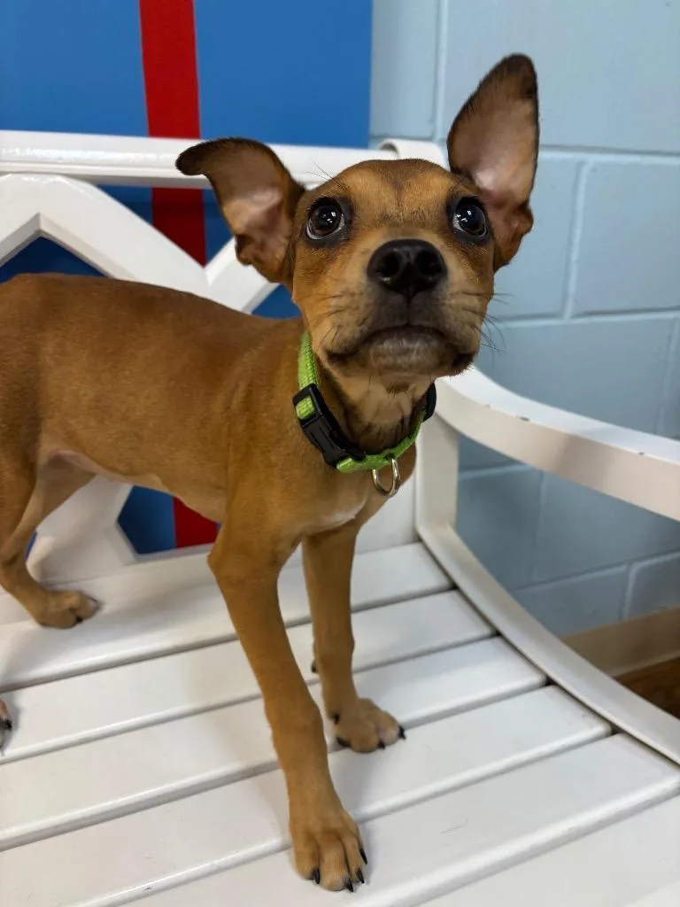 A baby small-sized female Mixed Breed dog named Jumbalaya for adoption in Ocala, FL