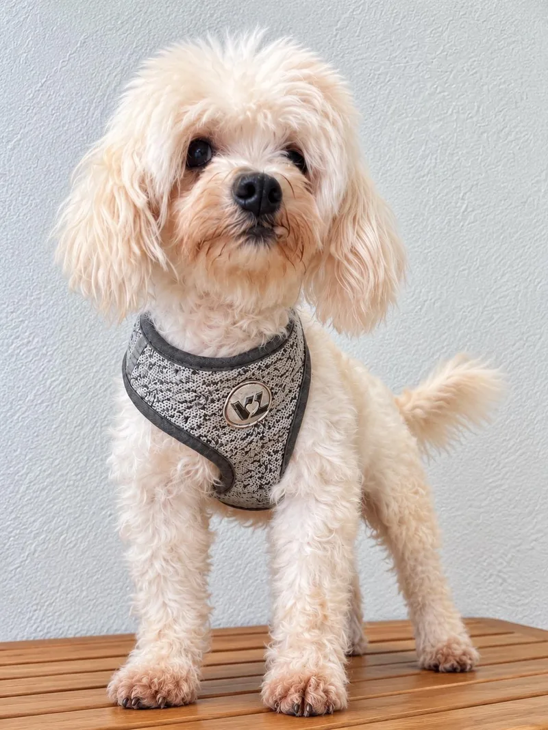 A senior small-sized female Maltese dog named Violet for adoption in Pomona, CA