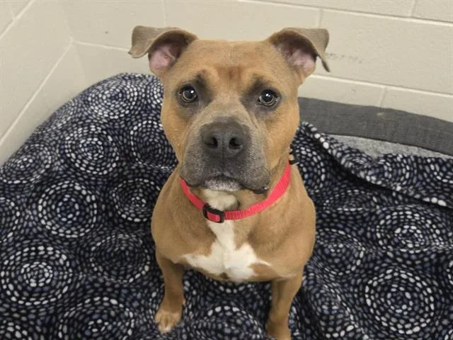 An adult medium-sized male Pit Bull Terrier dog named Tonka for adoption in Auburn, CA