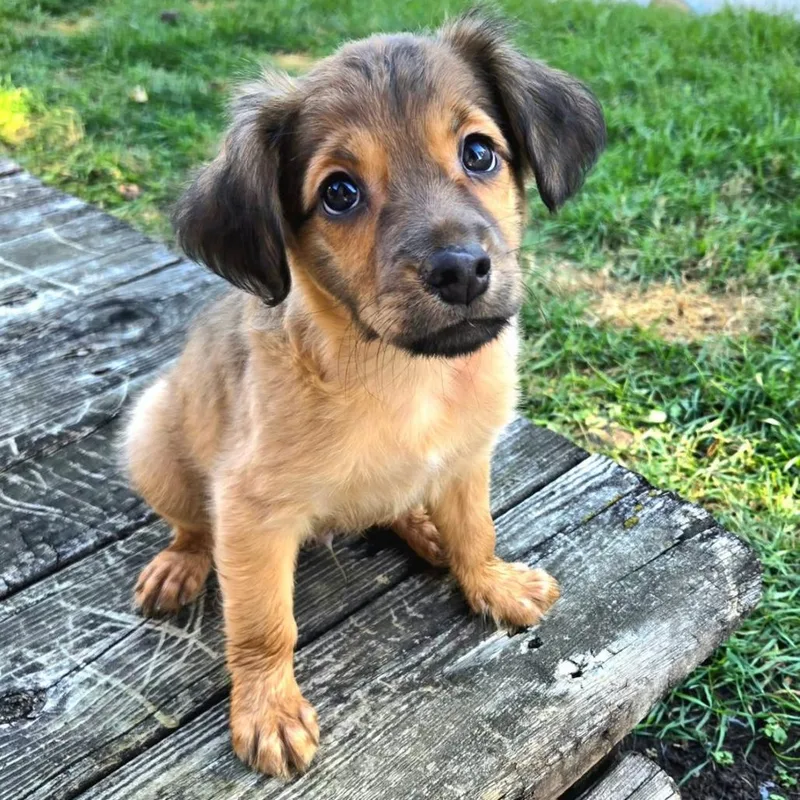 A baby medium-sized male Yellow / Tan / Blond / Fawn Mixed Breed dog named Malcolm for adoption in Joliet, IL