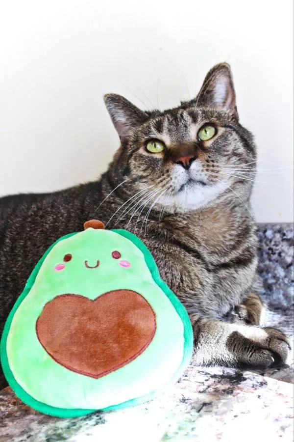 An adult small-sized male Domestic Short Hair cat named Bingo for adoption in Indiana, PA