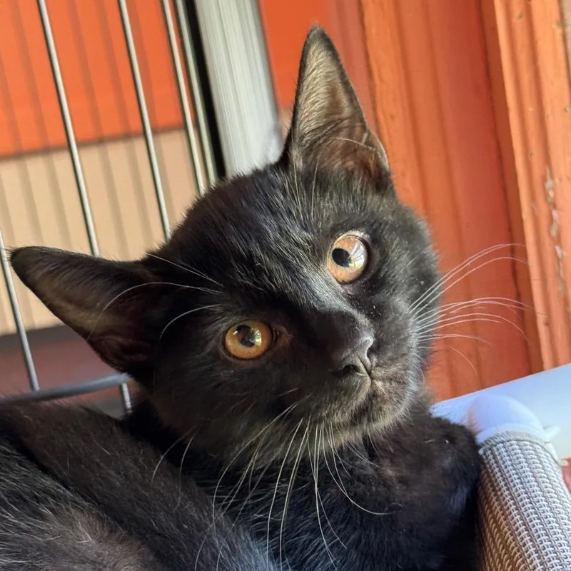 A baby small-sized female Black Domestic Short Hair cat named Zhen for adoption in Decatur, GA