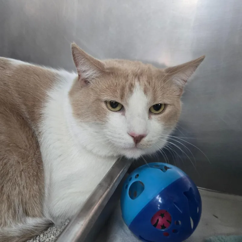 An adult small-sized male White Domestic Short Hair cat named Timothy for adoption in San Jacinto, CA
