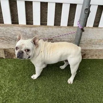 An adult medium-sized male White / Cream French Bulldog dog named Coach for adoption in Turlock, CA