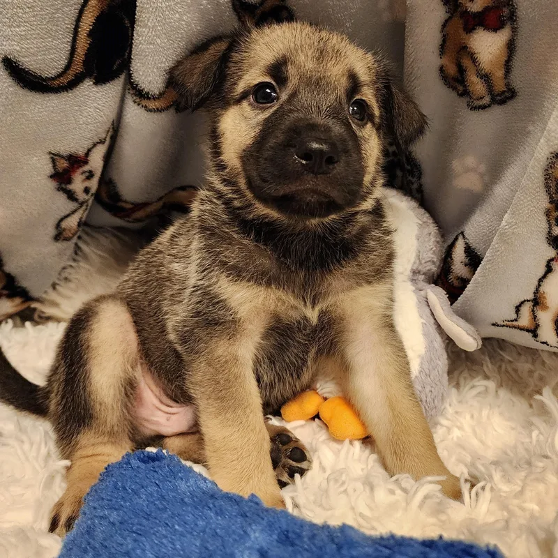 A baby medium-sized male Bicolor Shepherd dog named Quimby for adoption in ALPINE, TX