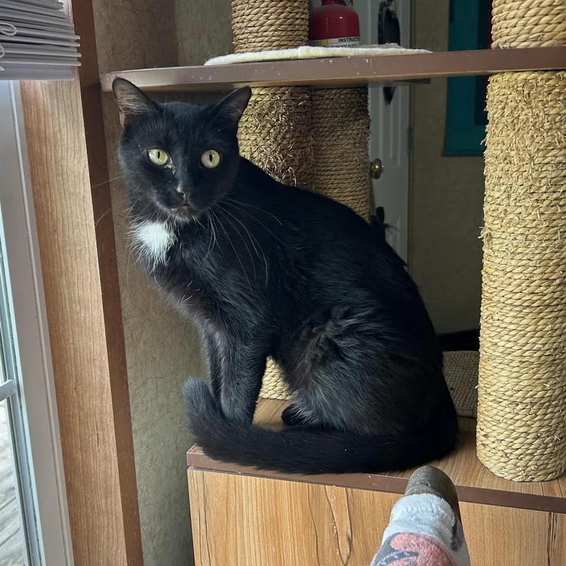 An adult medium-sized male Black Domestic Short Hair cat named Wimbledon for adoption in La Salle, IL