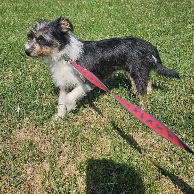 A young small-sized female Tricolor (Brown, Black, & White) Patterdale Terrier / Fell Terrier dog named Lady for adoption in Columbia, MO