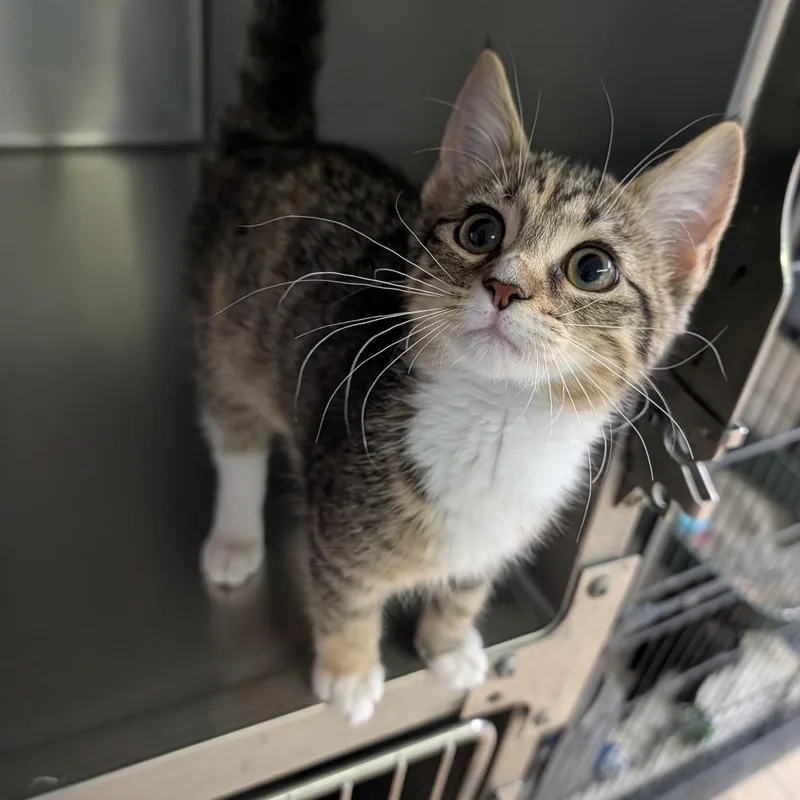 A baby medium-sized female Tabby (Brown / Chocolate) Domestic Short Hair cat named Baby for adoption in Cape Girardeau, MO