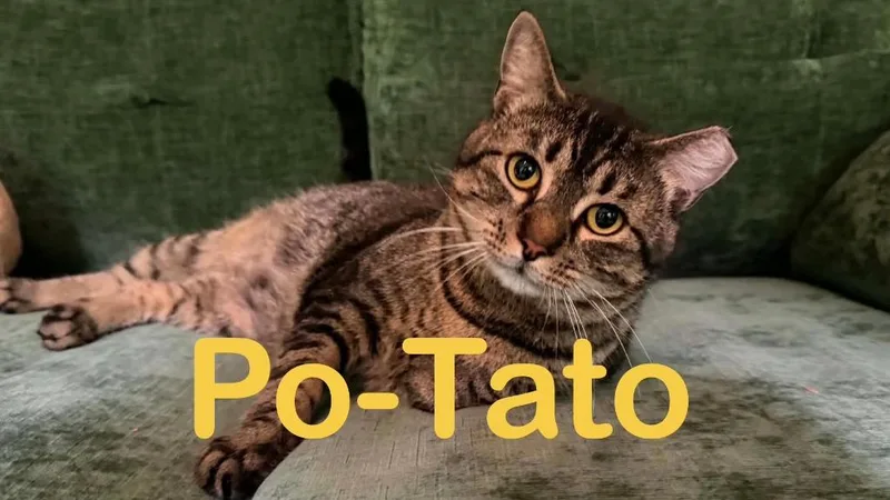 Mr Potato