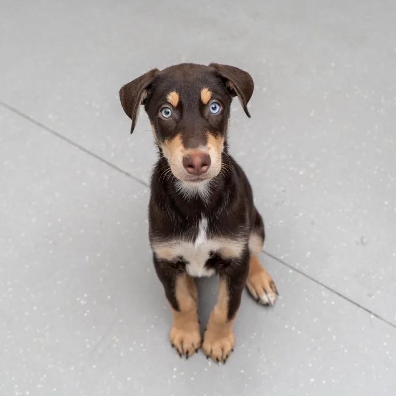 A baby large-sized male Brown / Chocolate Doberman Pinscher dog named Brass for adoption in New York, NY