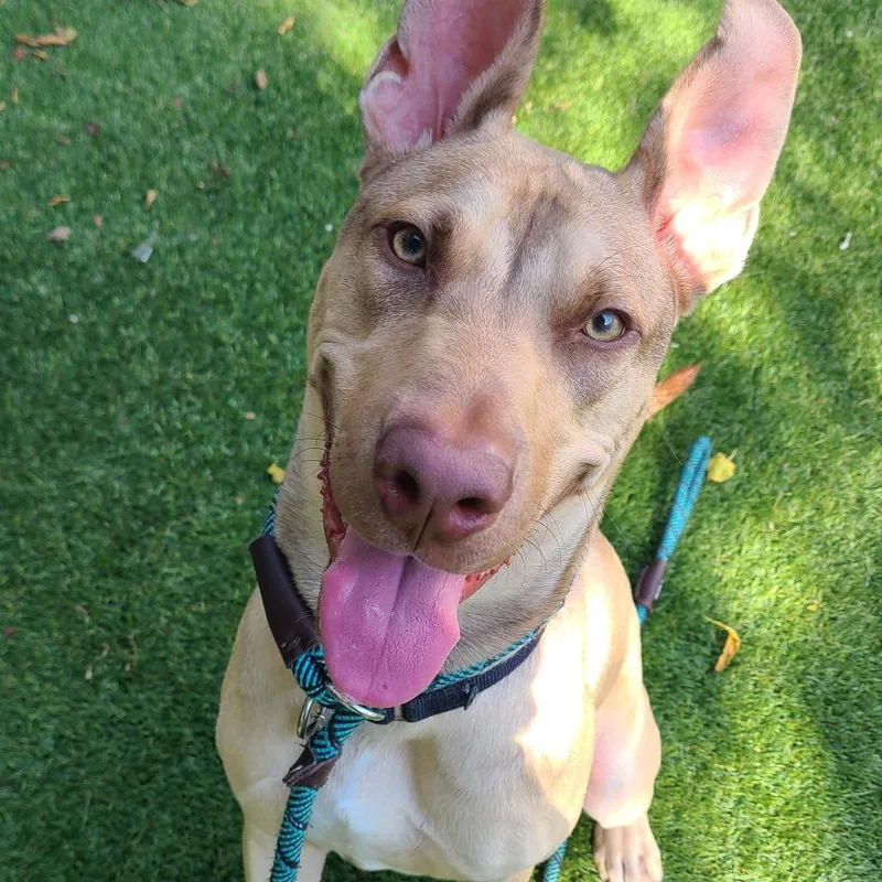 Earthworm Jim thumbnail 3