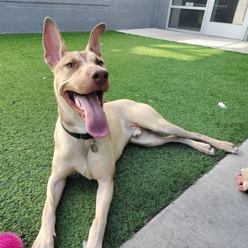 Earthworm Jim thumbnail 4