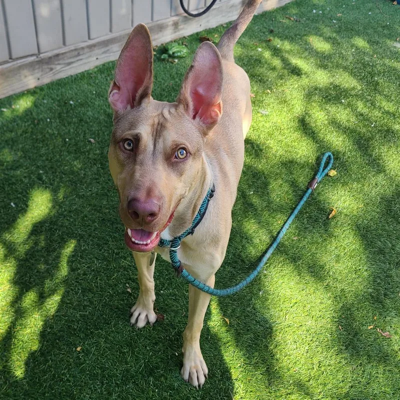 Earthworm Jim thumbnail 5