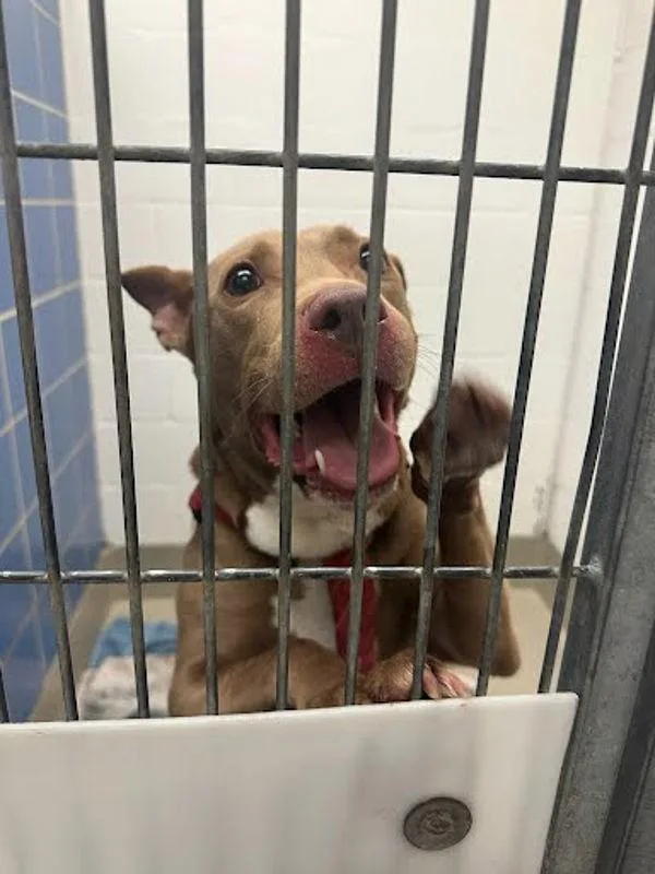 An adult large-sized male Pit Bull Terrier dog named MacAroni for adoption in Austin, TX