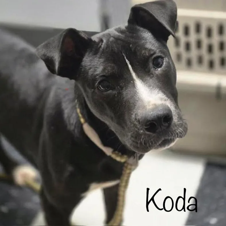 A young medium-sized male Black Pit Bull Terrier dog named Koda for adoption in Sweetwater, TN