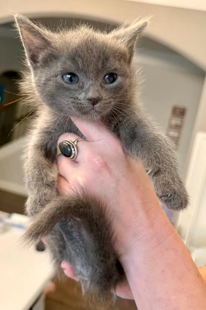 A young small-sized female Domestic Short Hair cat named Poppie for adoption in Augusta, GA