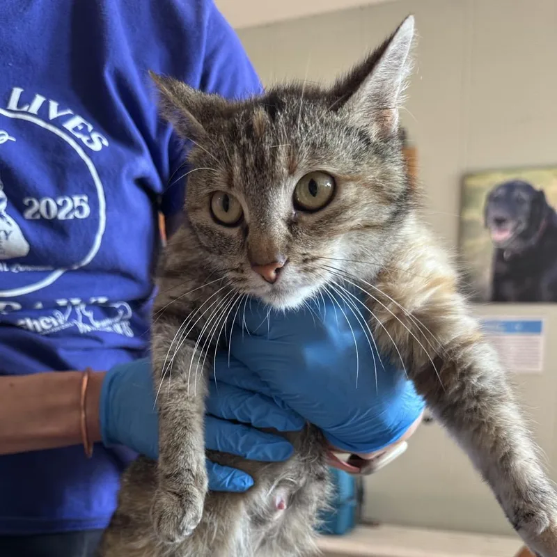 An adult small-sized female Torbie Domestic Short Hair cat named Monica for adoption in Troy, IL
