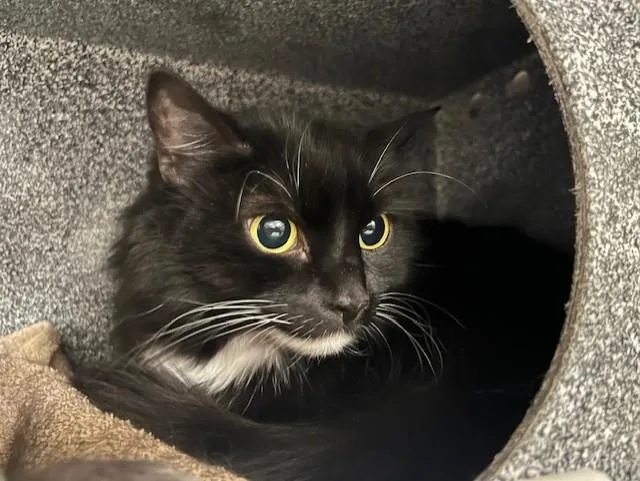 An adult medium-sized female Domestic Long Hair cat named Oreo for adoption in Colorado Springs, CO