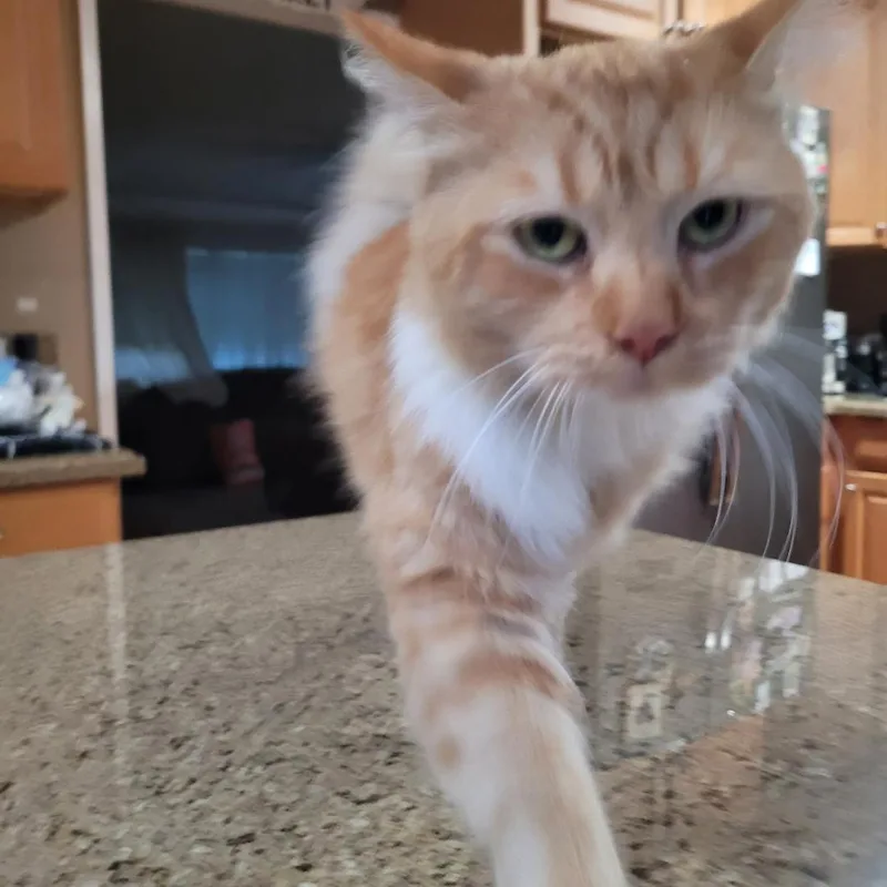 An adult medium-sized male Domestic Medium Hair cat named Amarillo for adoption in Vacaville, CA
