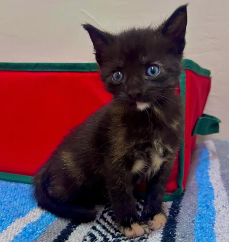 A baby medium-sized female Domestic Short Hair cat named Tina for adoption in Columbia, IL