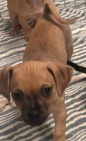 A baby small-sized male Chihuahua dog named Gelato for adoption in San Martin, CA