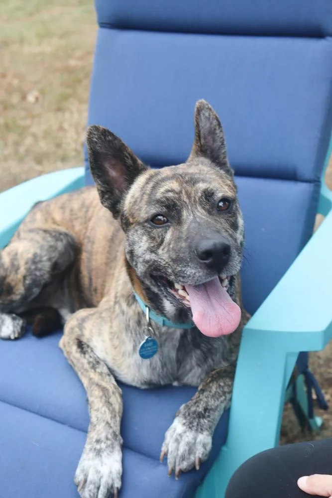 An adult medium-sized male Pit Bull Terrier dog named Diego for adoption in Franklin, TN