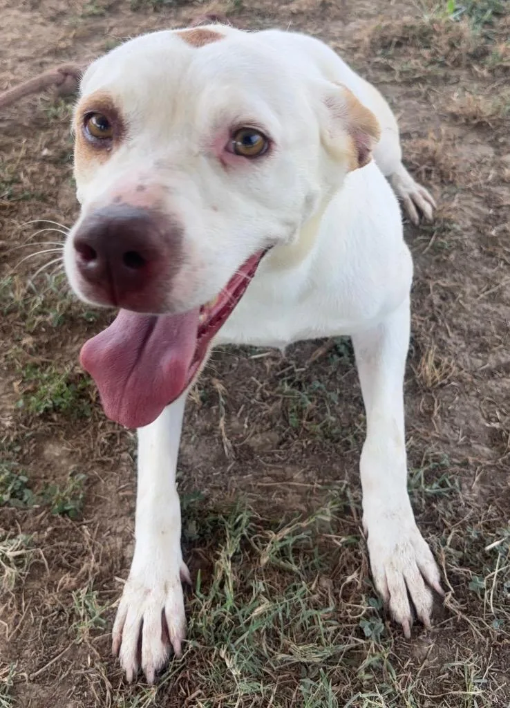 A young medium-sized female Pit Bull Terrier dog named Dot for adoption in Greenwood, MS