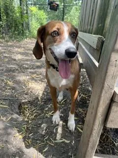 An adult medium-sized female Beagle dog named Sally for adoption in Elmsford, NY