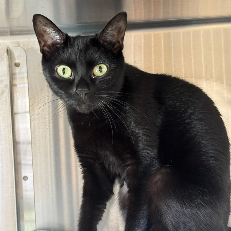 A young medium-sized female Black Domestic Short Hair cat named Akira for adoption in Winchendon, MA