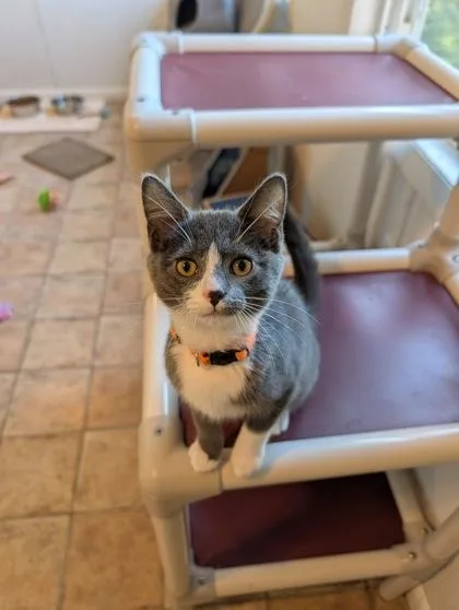 A baby small-sized female Domestic Short Hair cat named Matilda for adoption in Bloomsburg, PA