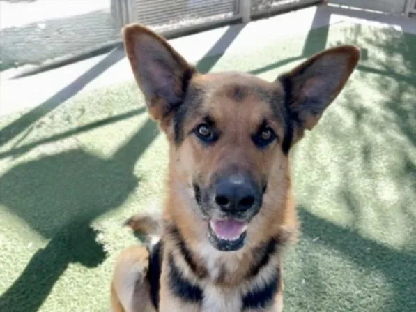 A young large-sized male German Shepherd Dog dog named Geranimo for adoption in Los Angeles, CA