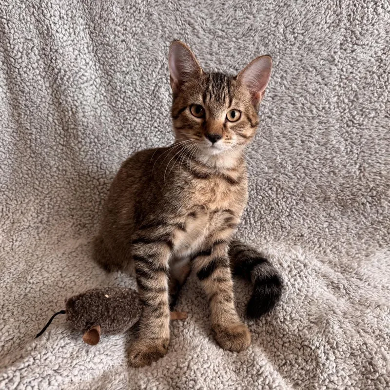A baby small-sized male Brown / Chocolate Domestic Short Hair cat named Miles for adoption in Carmel, IN