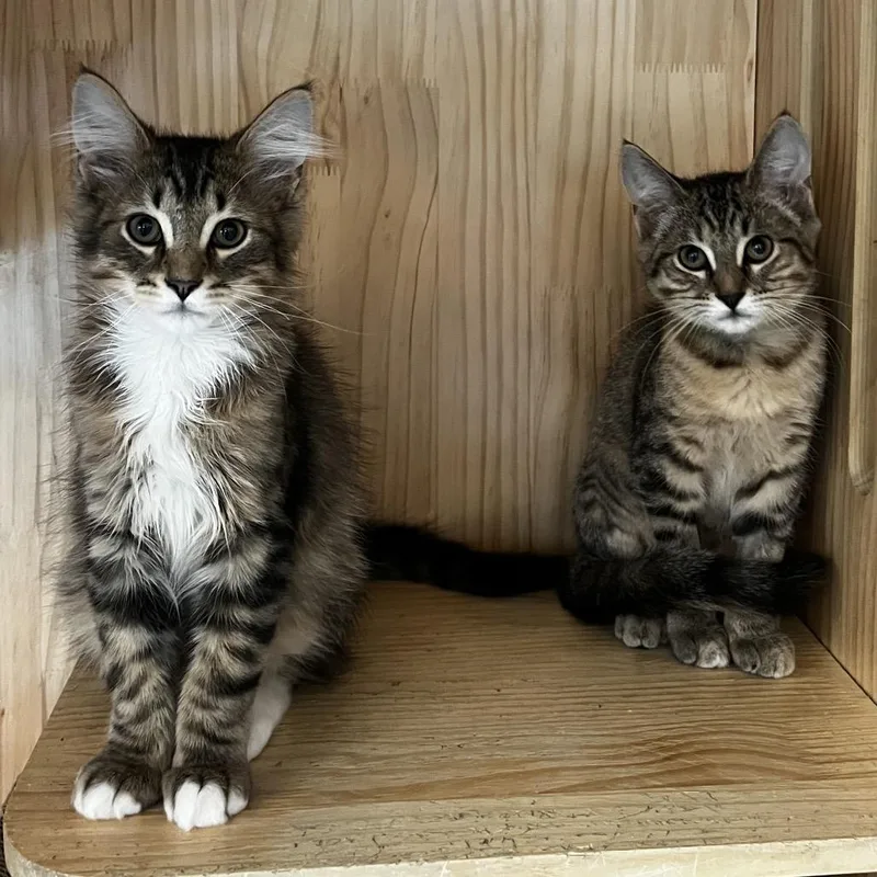 A baby small-sized male Brown / Chocolate Domestic Medium Hair cat named Dino for adoption in Yucca Valley, CA